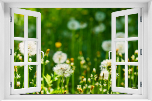 Fototapeta Naklejka Na Ścianę Okno 3D - Field of dandelions. Green grass. Foreground. Selective focus.