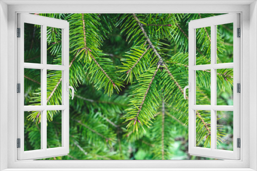 Fototapeta Naklejka Na Ścianę Okno 3D - Christmas tree branches. Festive Xmas border of green branch of pine. Fir background, coniferous backdrop.