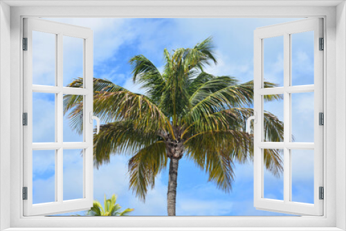 Fototapeta Naklejka Na Ścianę Okno 3D - Palm Tree Against a Cloudy Sky in the Tropics