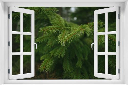 Fototapeta Naklejka Na Ścianę Okno 3D - Pine in macro