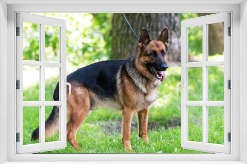 Fototapeta Naklejka Na Ścianę Okno 3D - A beautiful German Shepherd stands on the grass with his tongue hanging out