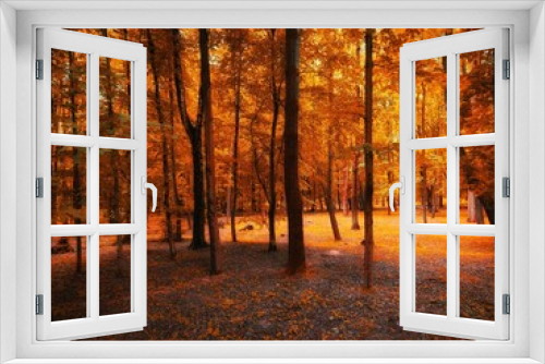 Fototapeta Naklejka Na Ścianę Okno 3D - Beautiful autumn forest in golden tones. Yellow leaves on the trees. Magical morning in the forest.