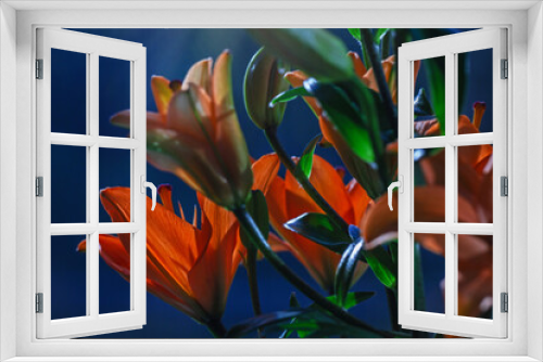 Fototapeta Naklejka Na Ścianę Okno 3D - Orange garden lilies on blue background