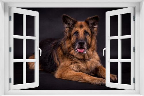 Fototapeta Naklejka Na Ścianę Okno 3D - portrait of very old Long Hair German Shepherd Dog
