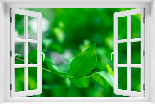 Fototapeta Naklejka Na Ścianę Okno 3D - green leaf background