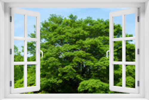 Fototapeta Naklejka Na Ścianę Okno 3D - Green Tree