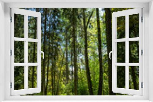 Fototapeta Naklejka Na Ścianę Okno 3D - Trees in the green wood