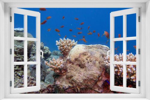 Fototapeta Naklejka Na Ścianę Okno 3D - Colorful, picturesque coral reef at bottom of tropical sea, hard corals with Anthias fishes, underwater landscape
