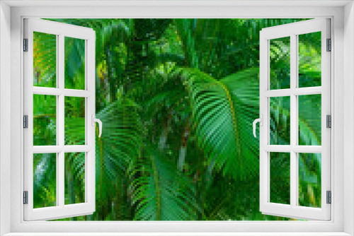 Fototapeta Naklejka Na Ścianę Okno 3D - lush bright green palm tree in the tropical jungle