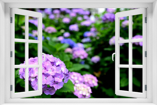 Fototapeta Naklejka Na Ścianę Okno 3D - 梅雨に鮮やかな紫陽花