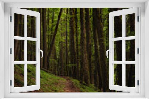 Fototapeta Naklejka Na Ścianę Okno 3D - Wald, Baum, Natur, Grün, Bäume, Sonne, Landschaft