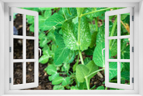 Fototapeta Naklejka Na Ścianę Okno 3D - Close up von Erbsen Pflanze