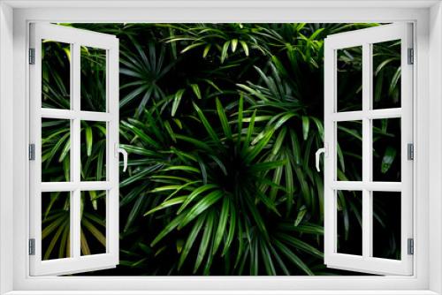 Fototapeta Naklejka Na Ścianę Okno 3D - abstract stunning panorama green leaf texture, tropical leaf foliage nature dark green background. green banners nature tropical concept