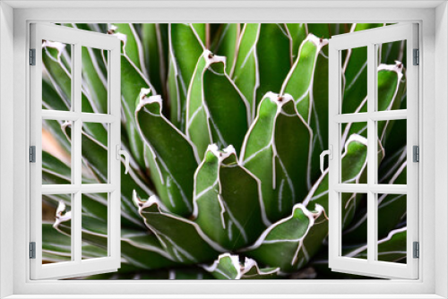 Fototapeta Naklejka Na Ścianę Okno 3D - aloe vera plant