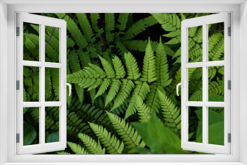 Fototapeta Naklejka Na Ścianę Okno 3D - Ferns and other little plants in the shade 3