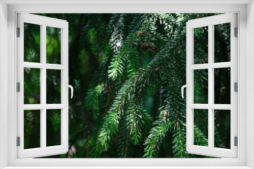 Fototapeta Naklejka Na Ścianę Okno 3D - Branches of a coniferous tree. Spruce. Photo of nature.
