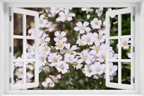 Fototapeta Naklejka Na Ścianę Okno 3D - White little flowers of spring - easter-bell (Stellaria holostea). Echte Sternmiere is blooming in summer in the green grass
