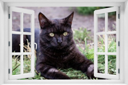 Fototapeta Naklejka Na Ścianę Okno 3D - a black cat lies on the grass and plays