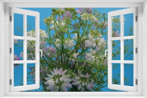 Fototapeta Naklejka Na Ścianę Okno 3D - Orchideen ,Wldblumen in ihren schönsten farben und in vollen blühten 