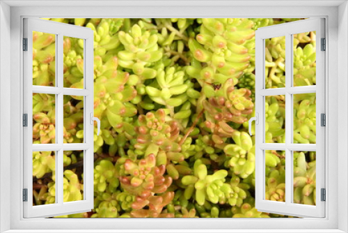 Fototapeta Naklejka Na Ścianę Okno 3D - Planta del género Sedum, vegetal