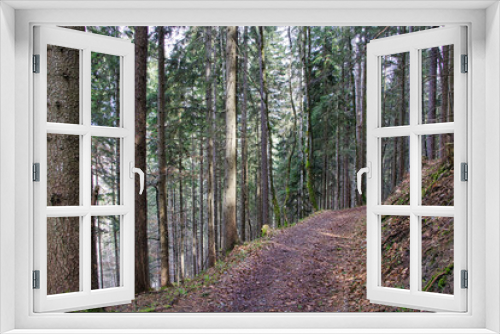 Fototapeta Naklejka Na Ścianę Okno 3D - Waldweg in den Bergen mit Bäumen 