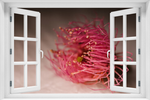 Fototapeta Naklejka Na Ścianę Okno 3D - Gum flower