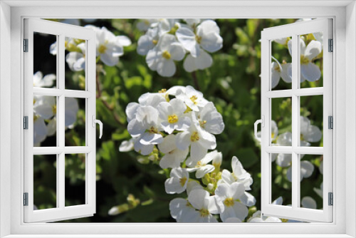 Fototapeta Naklejka Na Ścianę Okno 3D - White Flowers