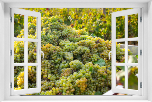 Fototapeta Naklejka Na Ścianę Okno 3D - Pile of ripe white grapes in clusters with blurred vineyard in background.