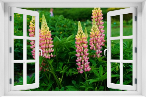 Fototapeta Naklejka Na Ścianę Okno 3D - Blooming Lupine flowers - Lupinus polyphyllus - garden or fodder plant 