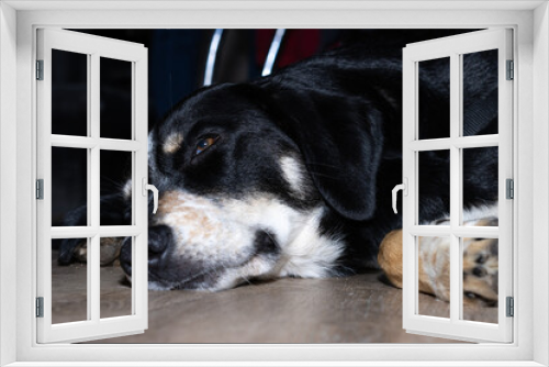 Fototapeta Naklejka Na Ścianę Okno 3D - closeup of a puppy dog lying on the floor at home sleeping