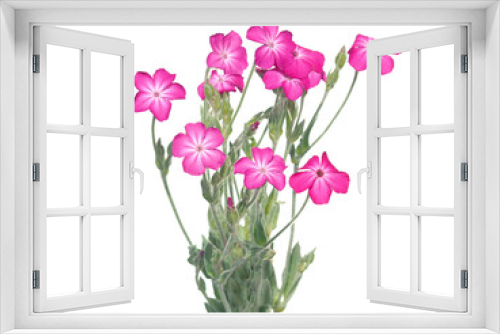 Fototapeta Naklejka Na Ścianę Okno 3D - Pink rose campion flower bouquet isolated on white