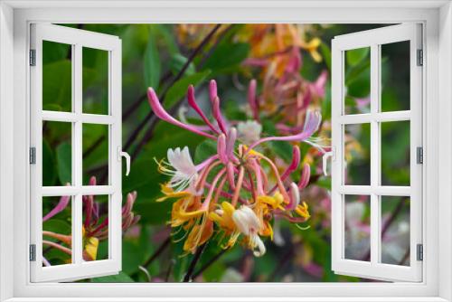 Fototapeta Naklejka Na Ścianę Okno 3D - fleurs du causse et du jardin