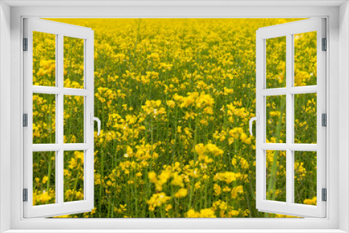 Fototapeta Naklejka Na Ścianę Okno 3D - Detail of flowering rapeseed field. Rapeseed field. Agriculture, biotechnology, fuel, food industry, alternative energy, environmental conservation.