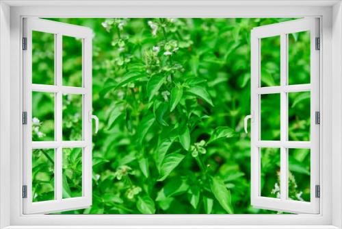 Fototapeta Naklejka Na Ścianę Okno 3D - Fresh green hoary basil in the garden
