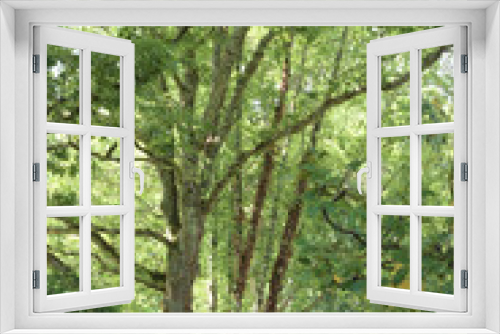 Fototapeta Naklejka Na Ścianę Okno 3D - Three Birches in the forest