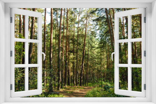 Fototapeta Naklejka Na Ścianę Okno 3D - Pine trunks in the green thicket of a coniferous forest illuminated by sunlight