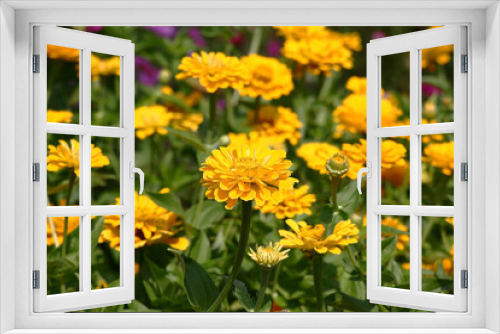 Fototapeta Naklejka Na Ścianę Okno 3D - Sunny summer day.In a flower bed in a large number yellow zinnias grow and blossom.