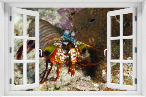 Fototapeta Naklejka Na Ścianę Okno 3D - Mantis shrimp stomatopods
