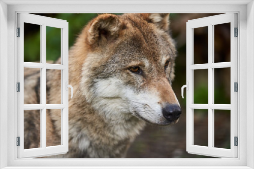 Fototapeta Naklejka Na Ścianę Okno 3D - European Wolf closeup of face. Beautiful wild animal.