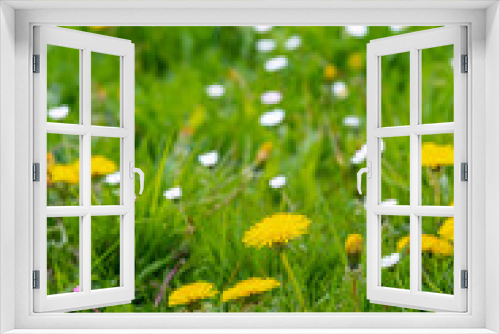 Fototapeta Naklejka Na Ścianę Okno 3D - view of a green meadow in spring with lots of yellow dandelion flowers
