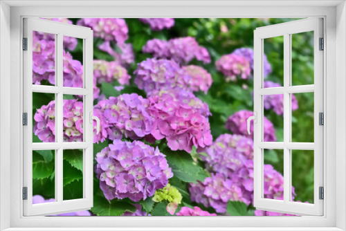 Fototapeta Naklejka Na Ścianę Okno 3D - 紫陽花（Hydrangea