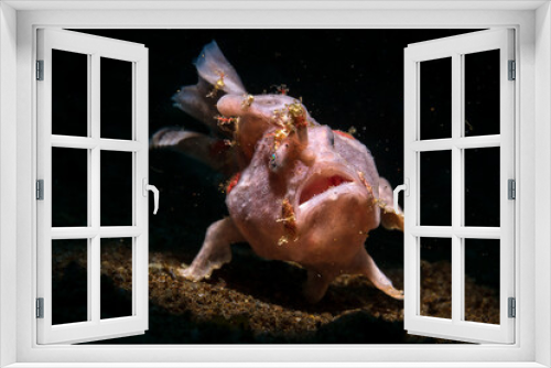 Fototapeta Naklejka Na Ścianę Okno 3D - Frogfishes are any member of the anglerfish family Antennariidae, of the order Lophiiformes. Antennariids are known as anglerfish in Australia. Scuba diving on the coral reef of macro paradise Lembeh
