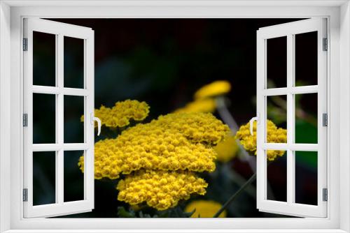 Fototapeta Naklejka Na Ścianę Okno 3D - Close-up of yellow flowering tansy in a meadow. It is used in traditional medicine.