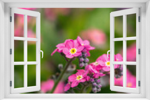 Fototapeta Naklejka Na Ścianę Okno 3D - Blossoms of a pink forget-me-not cultivar (Genus Mysotis).