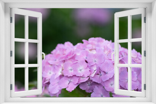 Fototapeta Naklejka Na Ścianę Okno 3D - 初夏に咲く満開の紫陽花