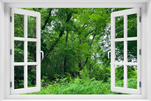 Fototapeta Naklejka Na Ścianę Okno 3D - Green forest in summer