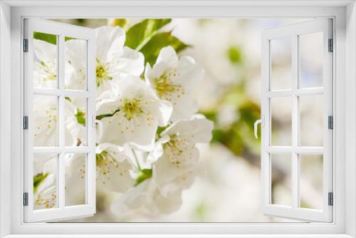 Fototapeta Naklejka Na Ścianę Okno 3D - Blossoming apple tree background