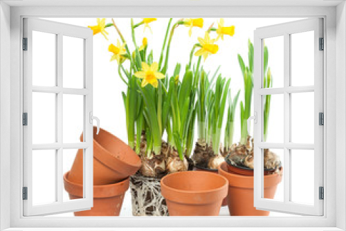 Fototapeta Naklejka Na Ścianę Okno 3D - Spring Flowers - Daffodils and Plant Pots