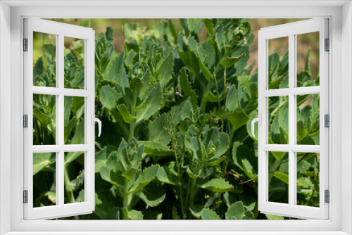 Fototapeta Naklejka Na Ścianę Okno 3D - green garden plants closeup
