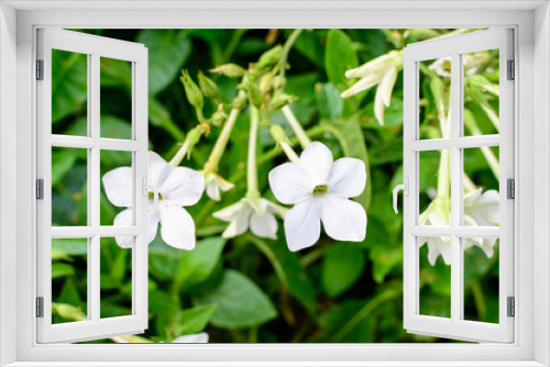 Fototapeta Naklejka Na Ścianę Okno 3D - Many delicate white flowers of Nicotiana alata plant, commonly known as jasmine tobacco, sweet tobacco, winged tobacco, tanbaku or Persian tobacco, in a garden in a sunny summer day.